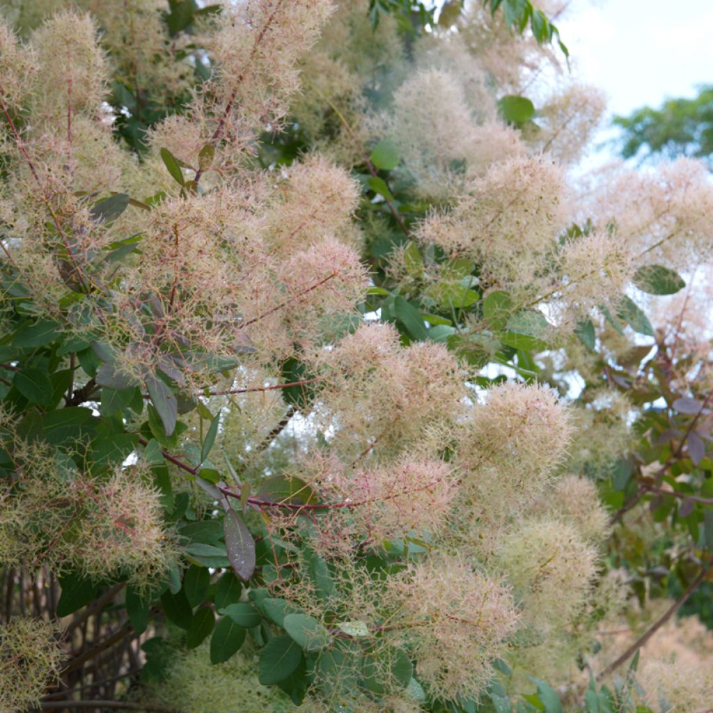 Cotinus coggygria em sementes