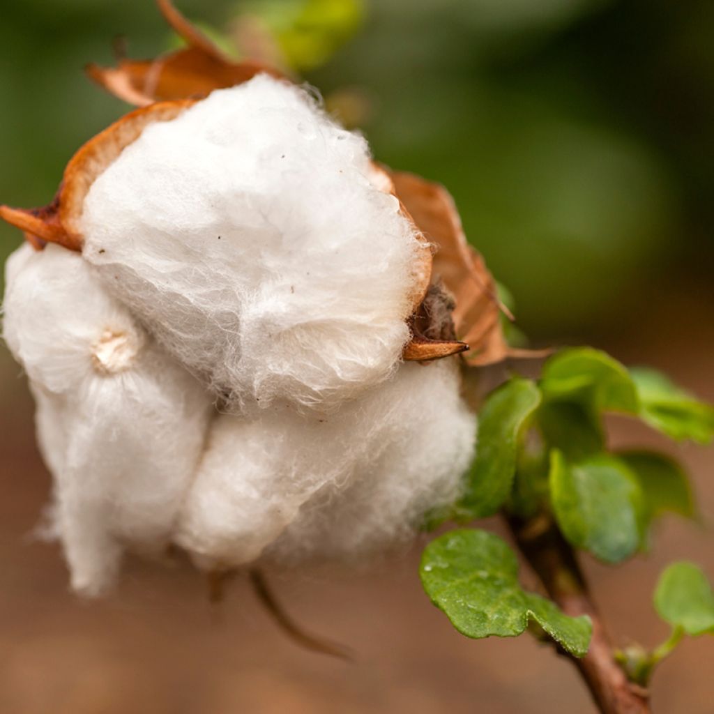 Gossypium herbaceum em sementes