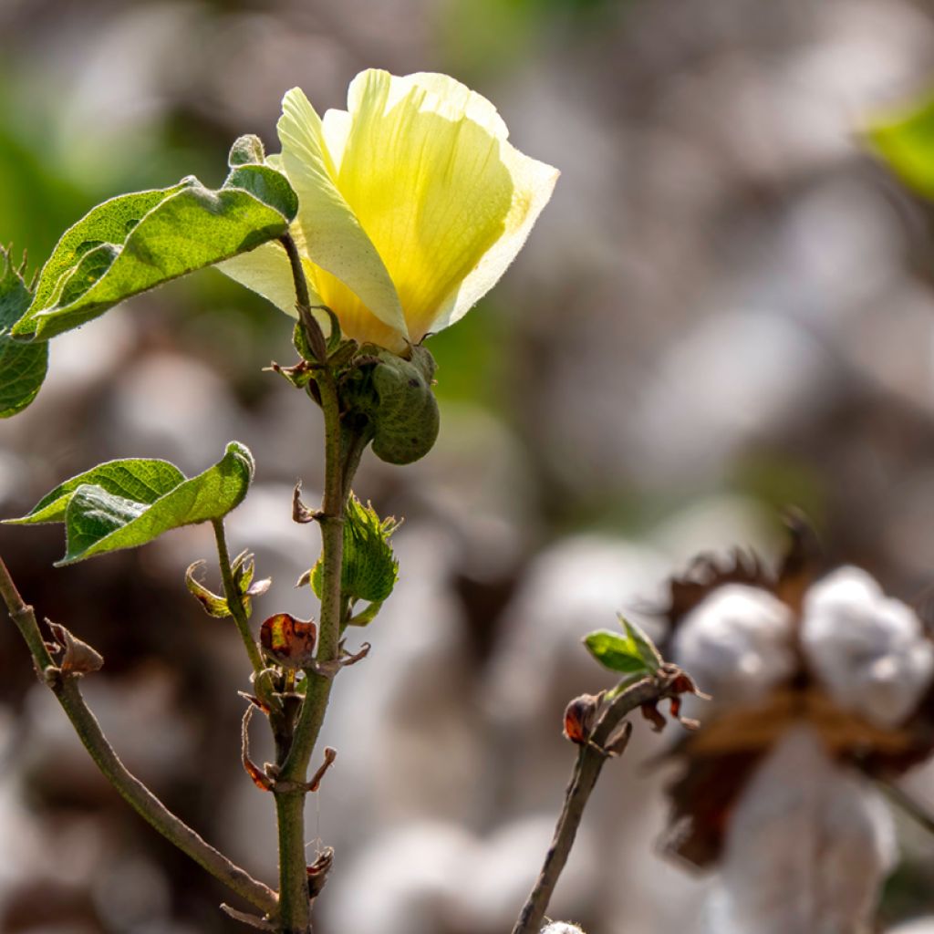 Gossypium herbaceum em sementes