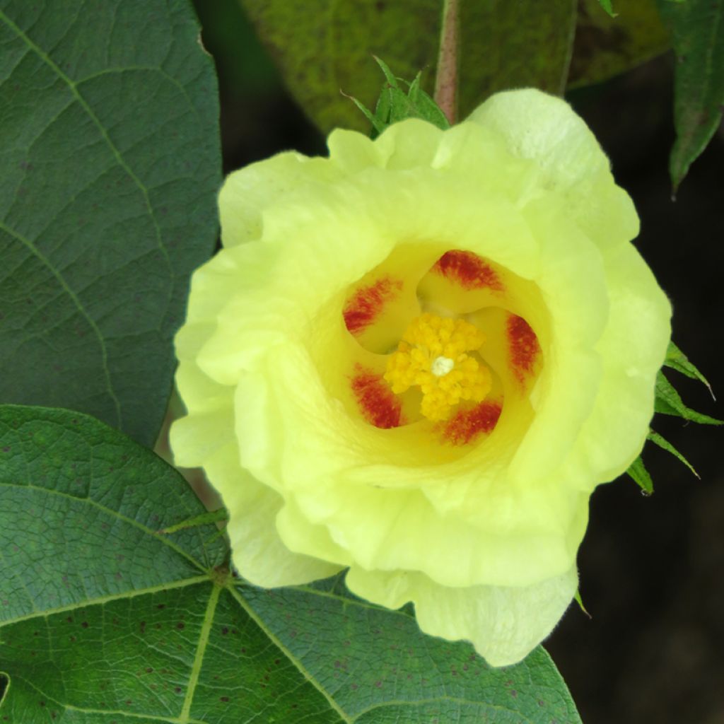 Gossypium herbaceum em sementes