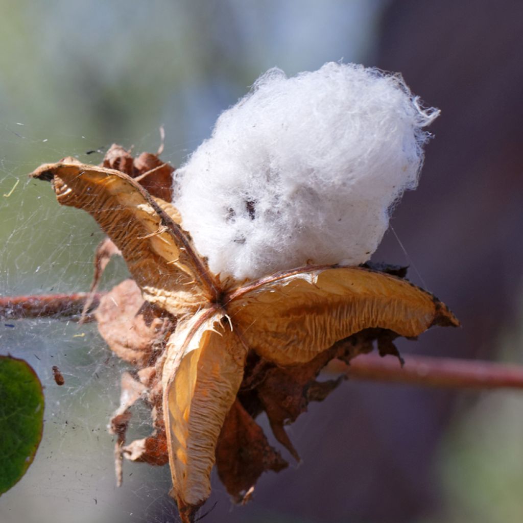 Gossypium herbaceum em sementes