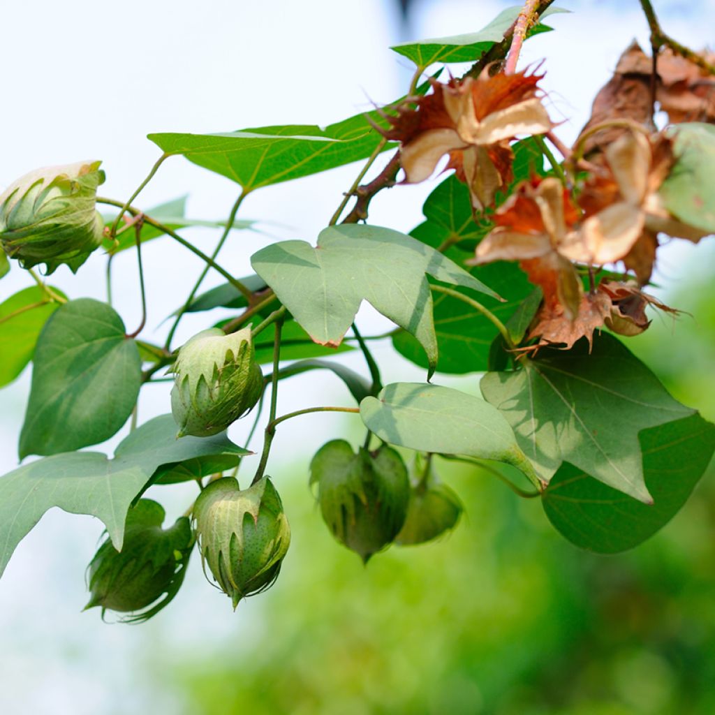 Gossypium herbaceum em sementes
