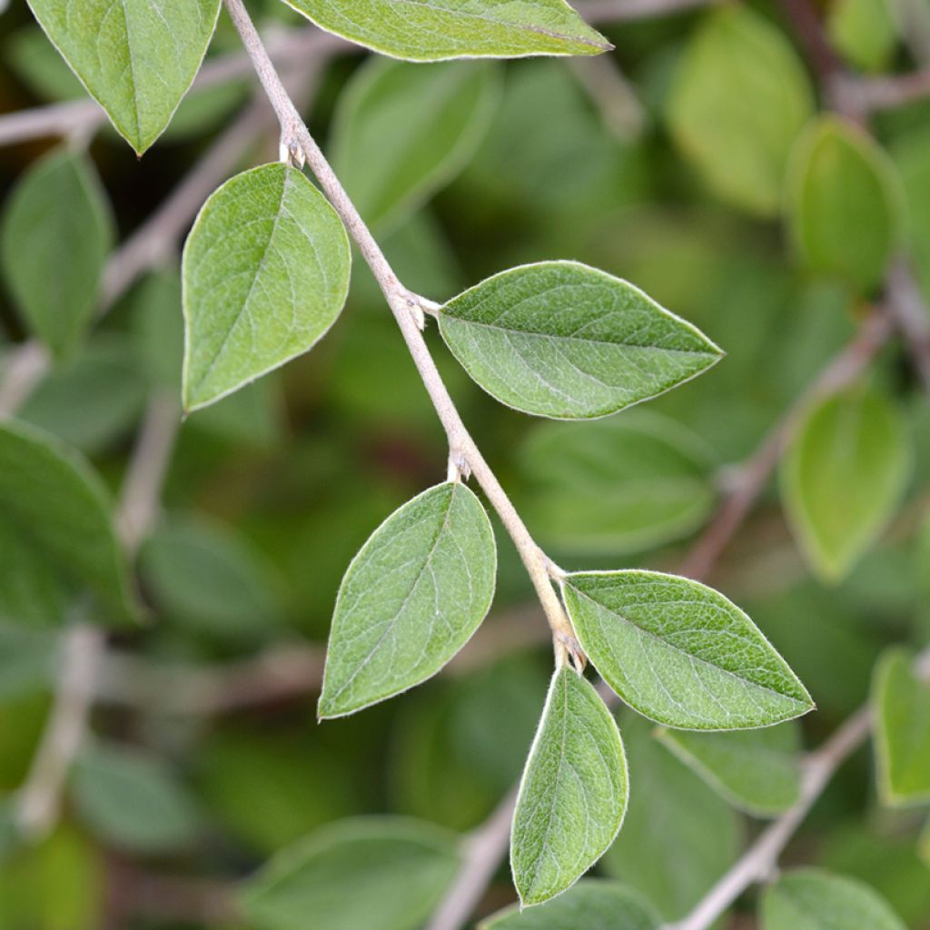 Cotoneáster franchetii em sementes - Cotoneastro-de-Franchet