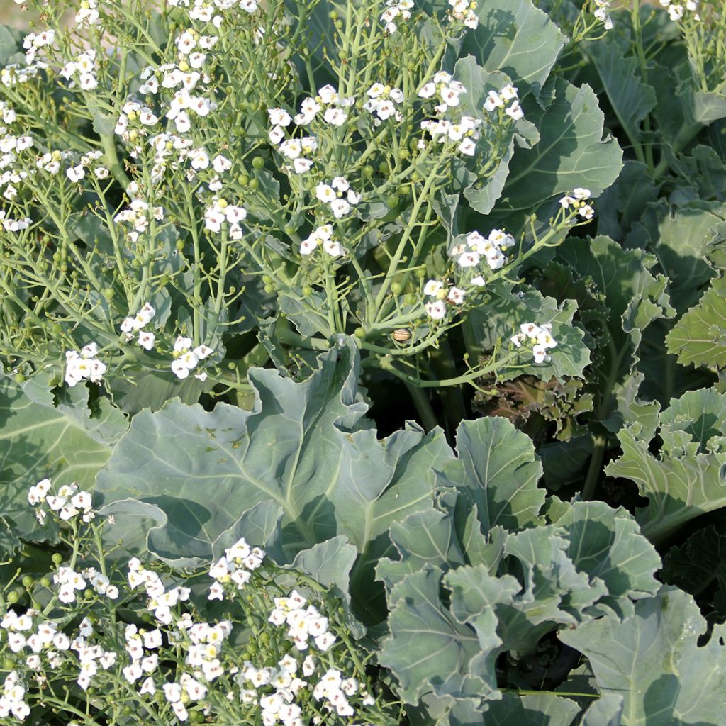 Crambe maritima em sementes