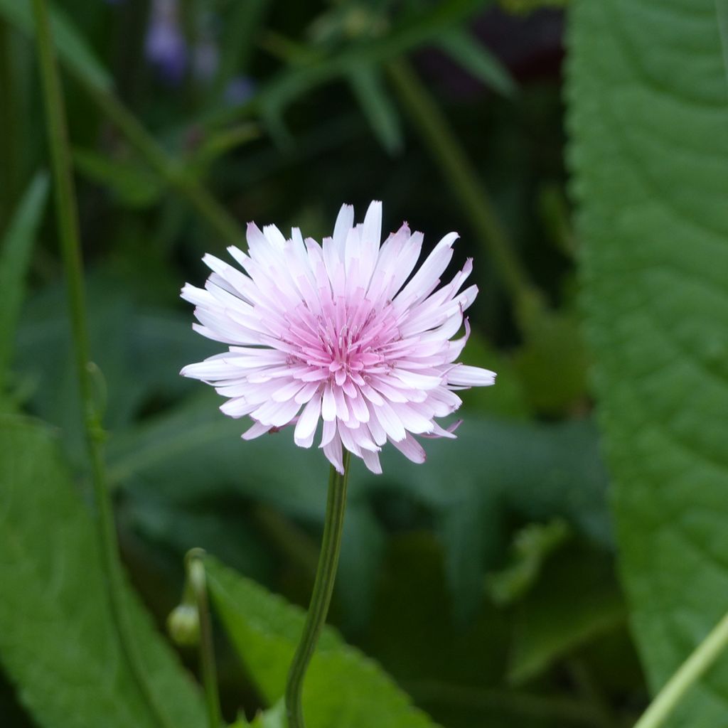Crepis rubra em sementes