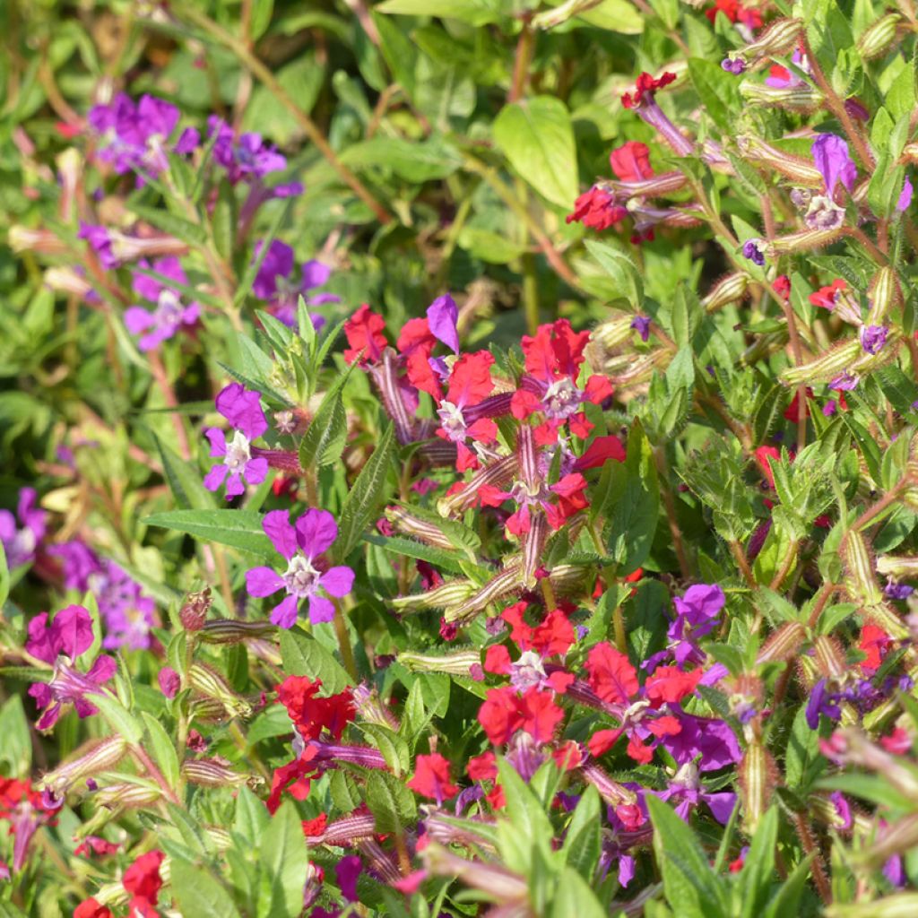 Cuphea miniata Mix em sementes