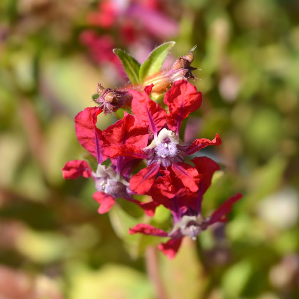 Cuphea miniata Mix em sementes