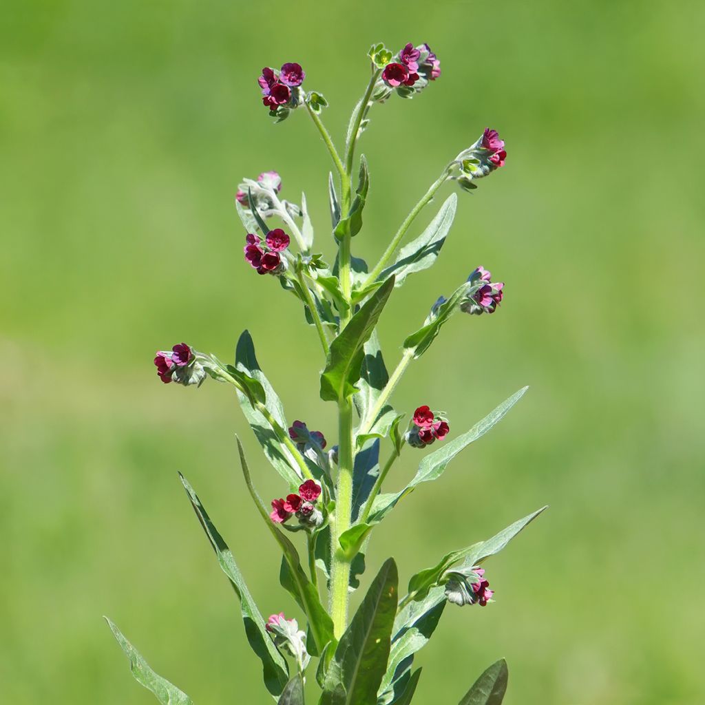 Cynoglossum officinale em sementes