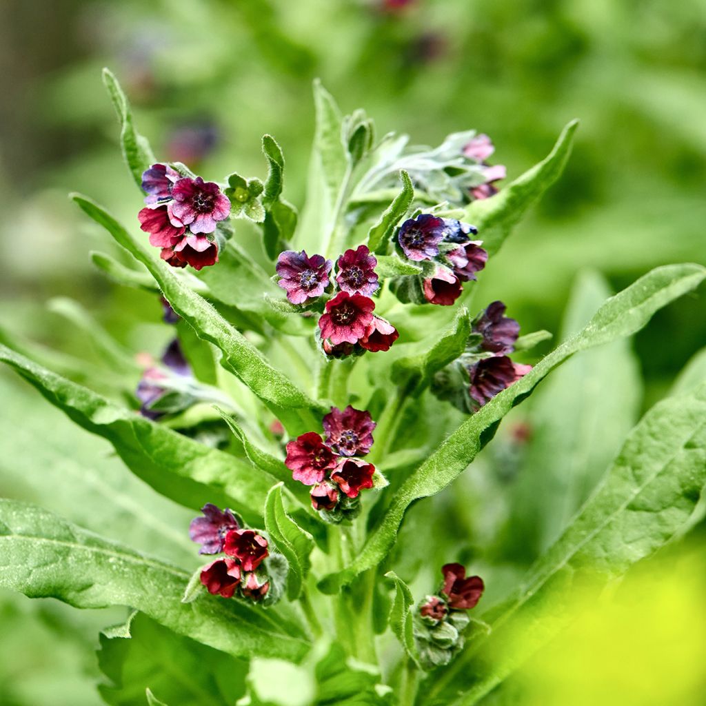 Cynoglossum officinale em sementes