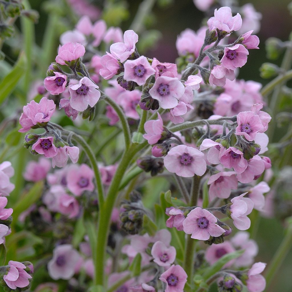 Cynoglossum amabile Mystery Rose em sementes - Miosótis da China