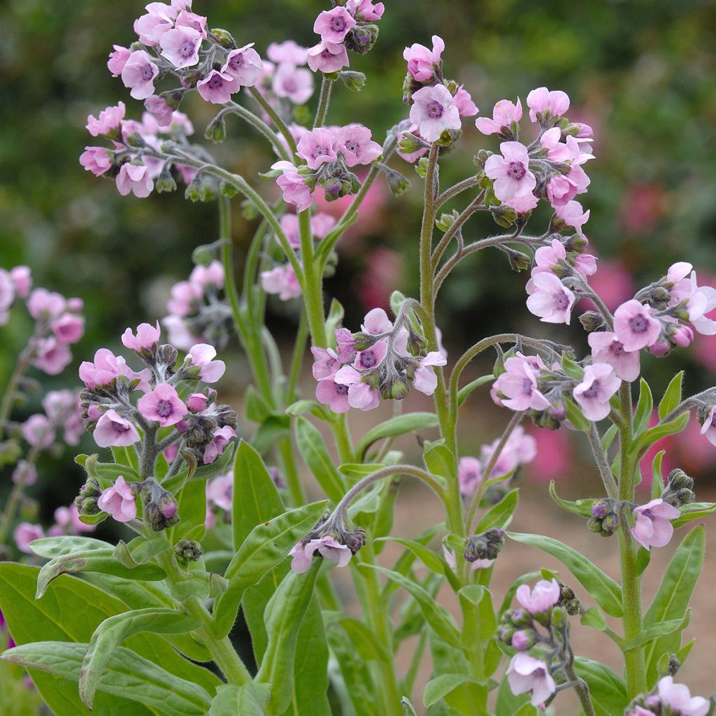 Cynoglossum amabile Mystery Rose em sementes - Miosótis da China