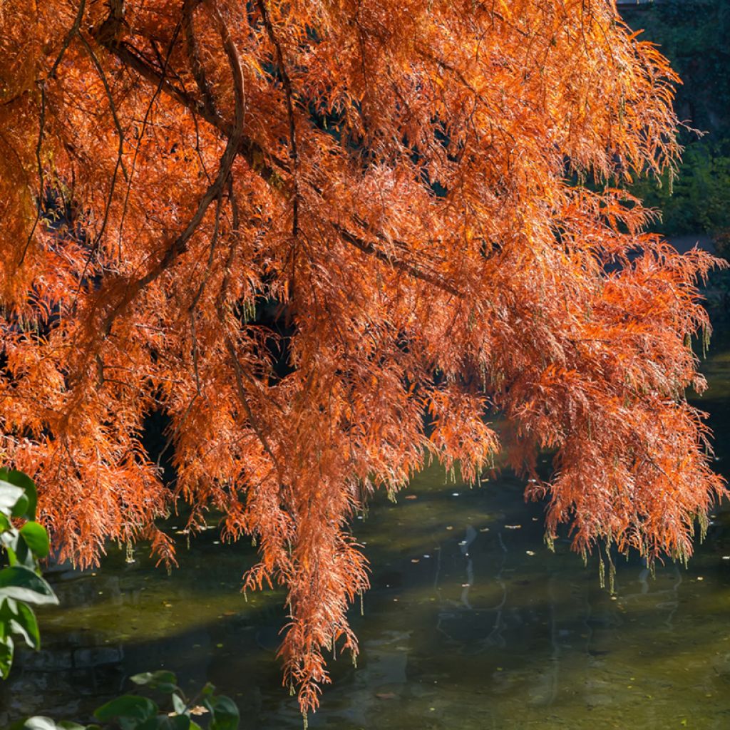 Taxodium distichum em sementes