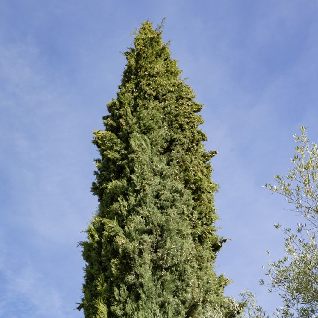 Cupressus sempervirens em sementes
