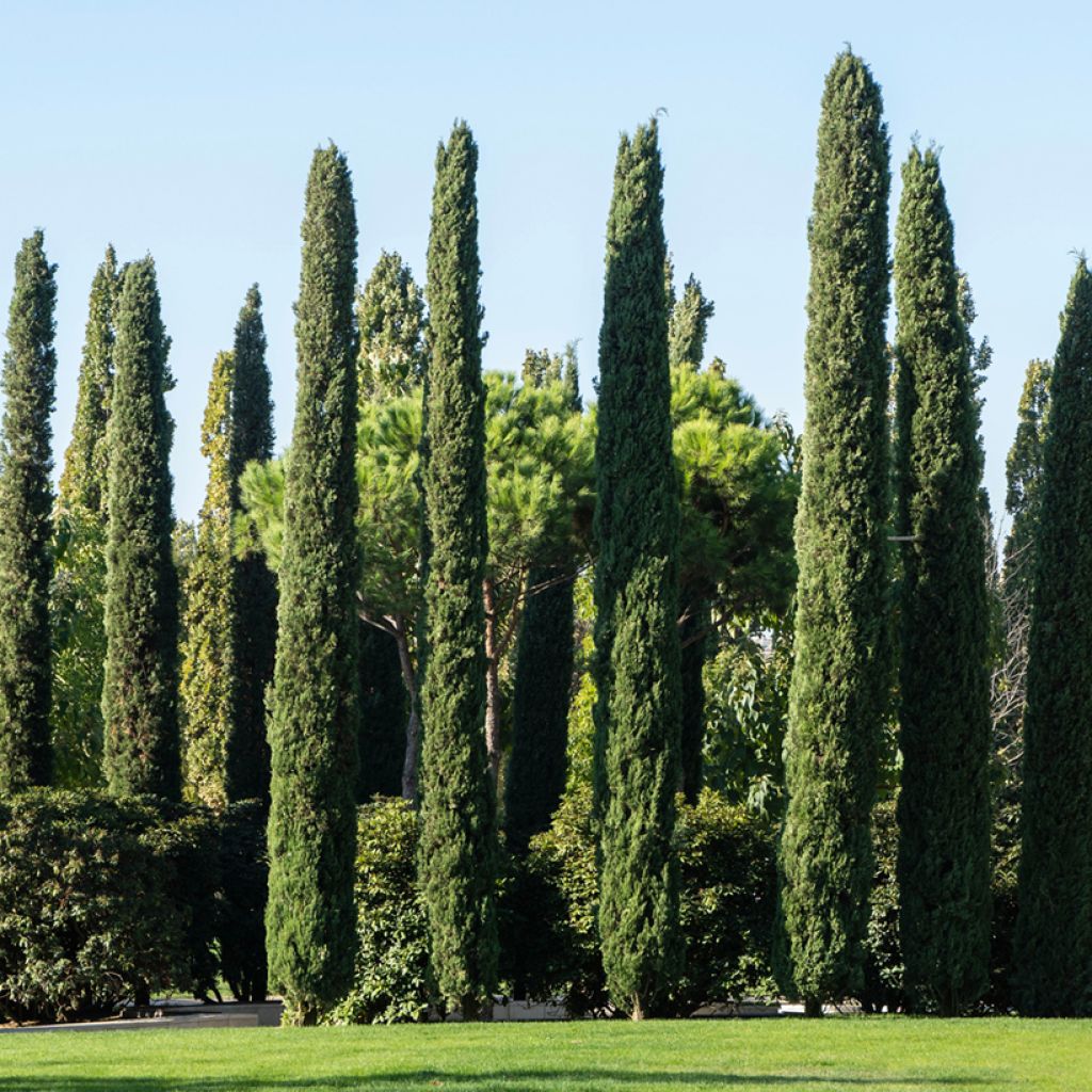 Cupressus sempervirens em sementes