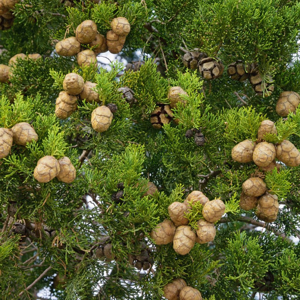 Cupressus sempervirens em sementes