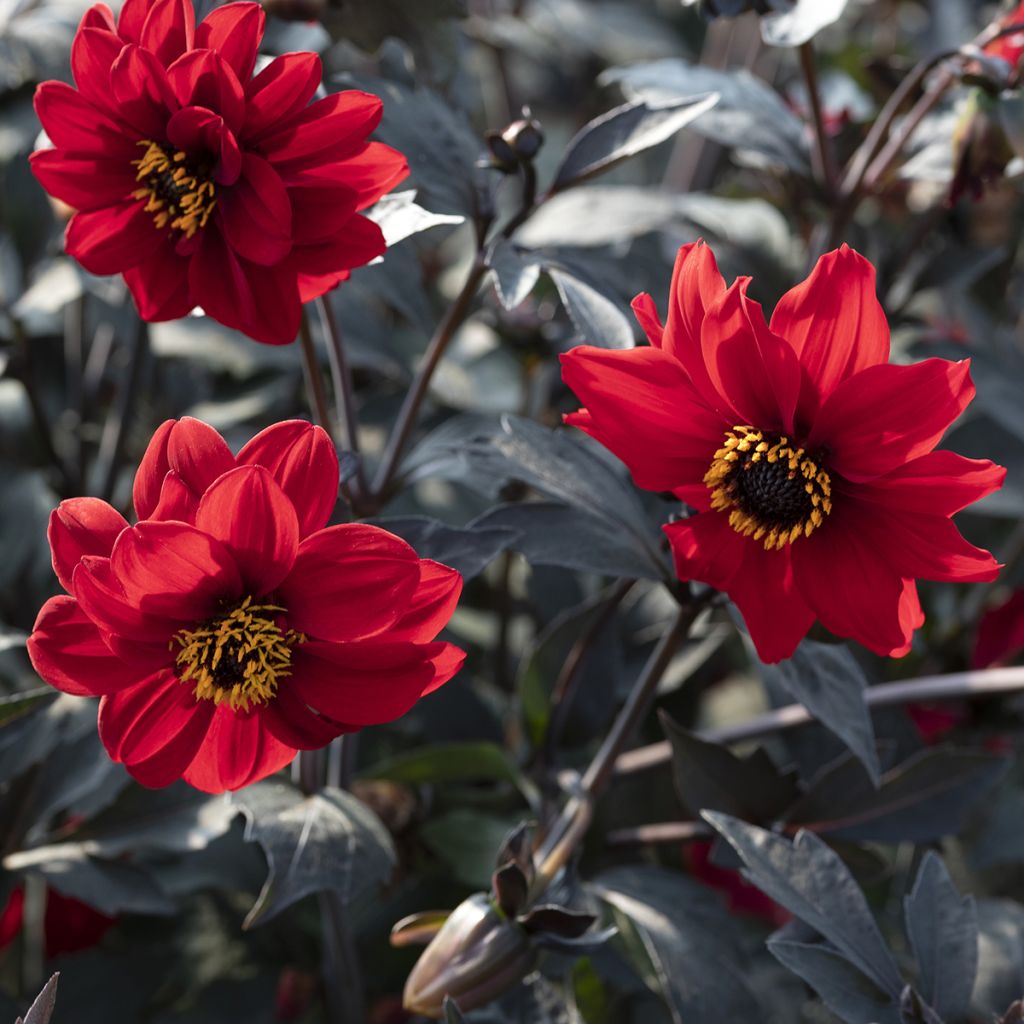 Dahlia pinnata Black Forest Ruby em sementes