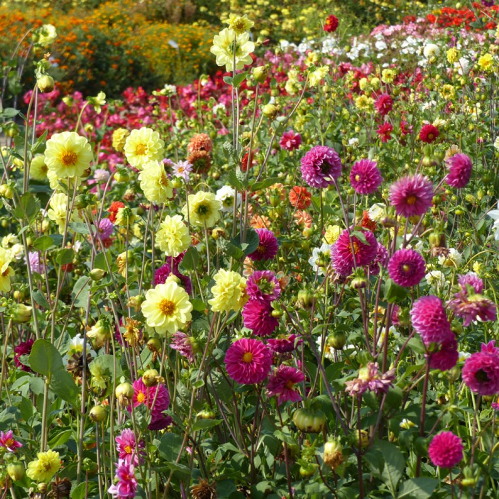 Dahlia variabilis Pompon Mix em sementes