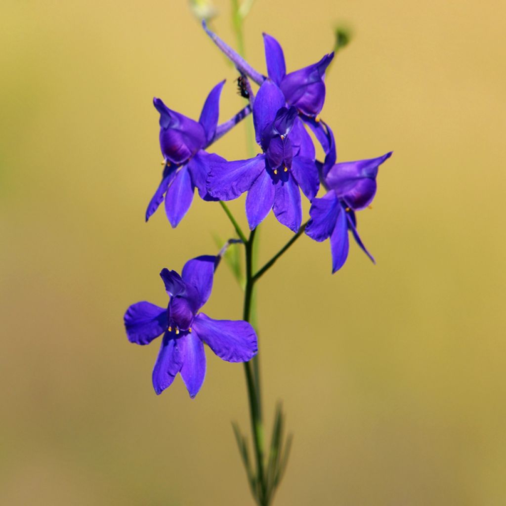 Delphinium regalis Blue Cloud em sementes