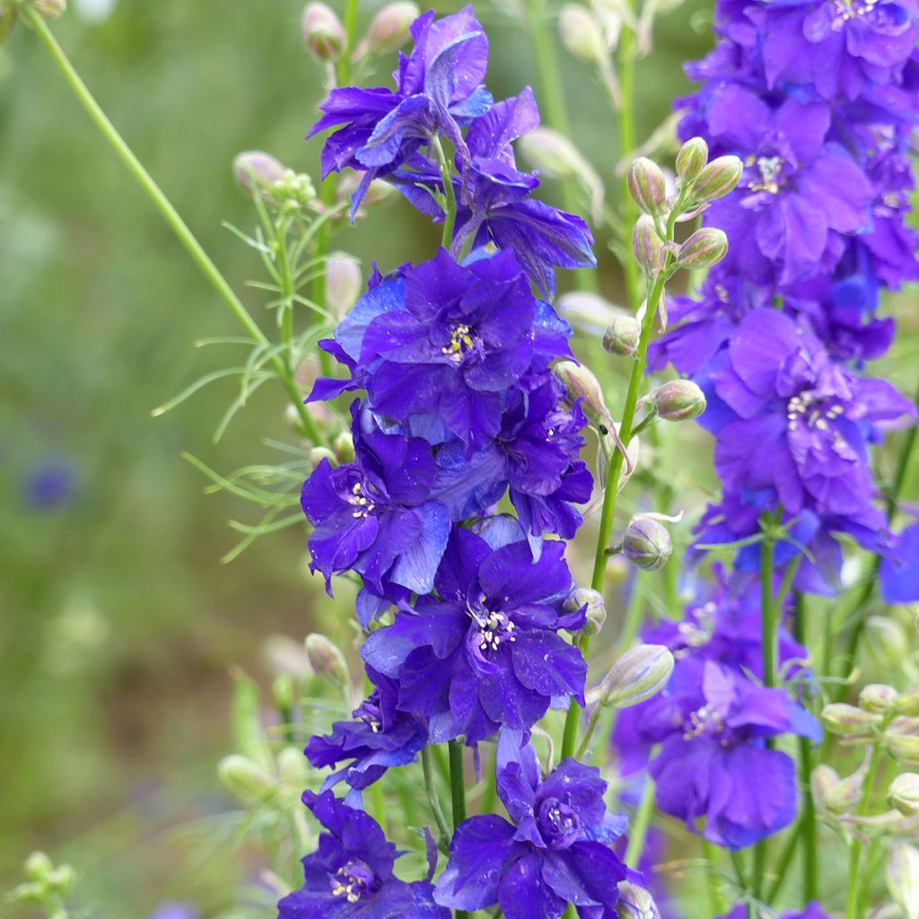 Delphinium consolida Dark Blue em sementes