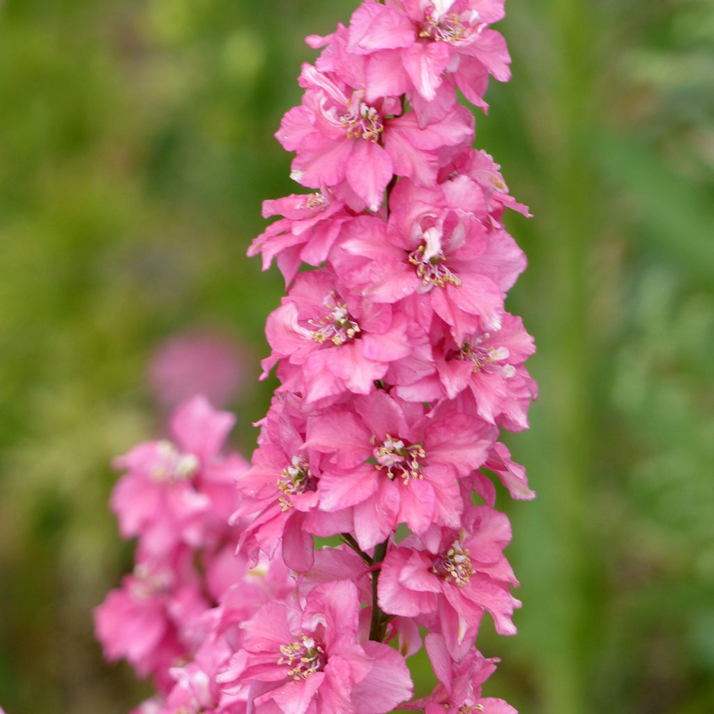 Delphinium consolida Salmon Pink em sementes
