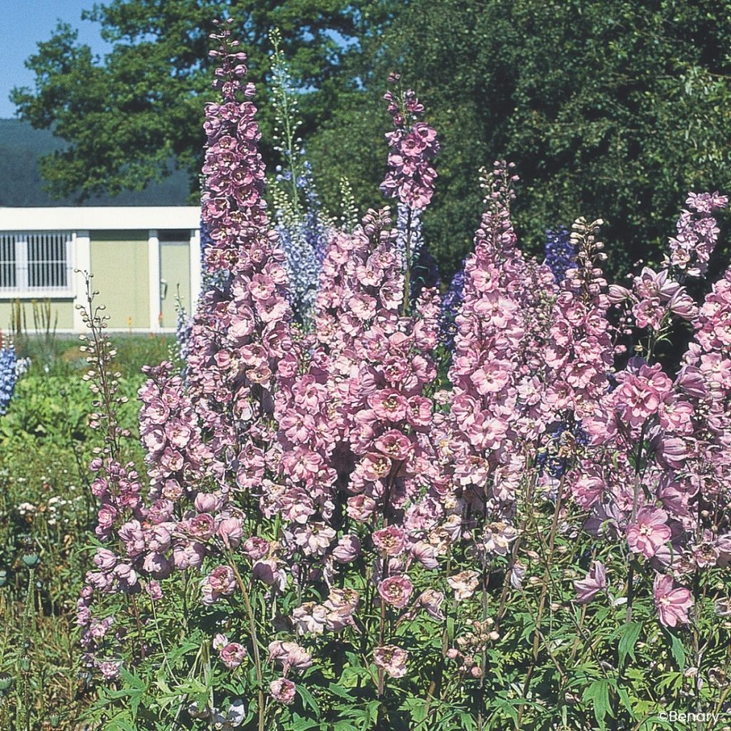 Delphinium Pacific Giants Astolat em sementes - Delfínio