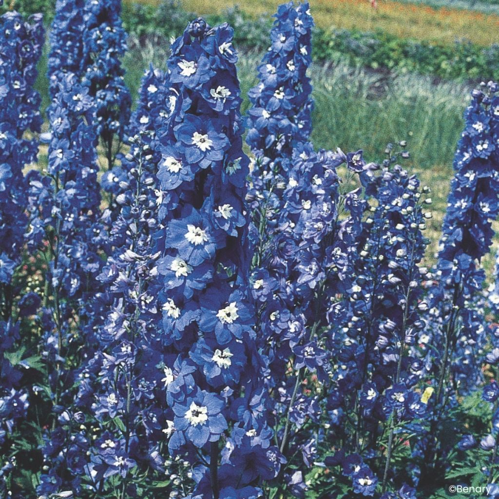 Delphinium Pacific Giants Blue Bird em sementes - Delfínio