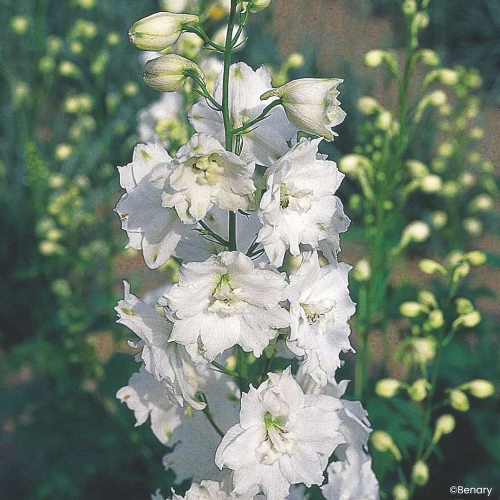 Delphinium Pacific Giants Galahad em sementes - Delfínio