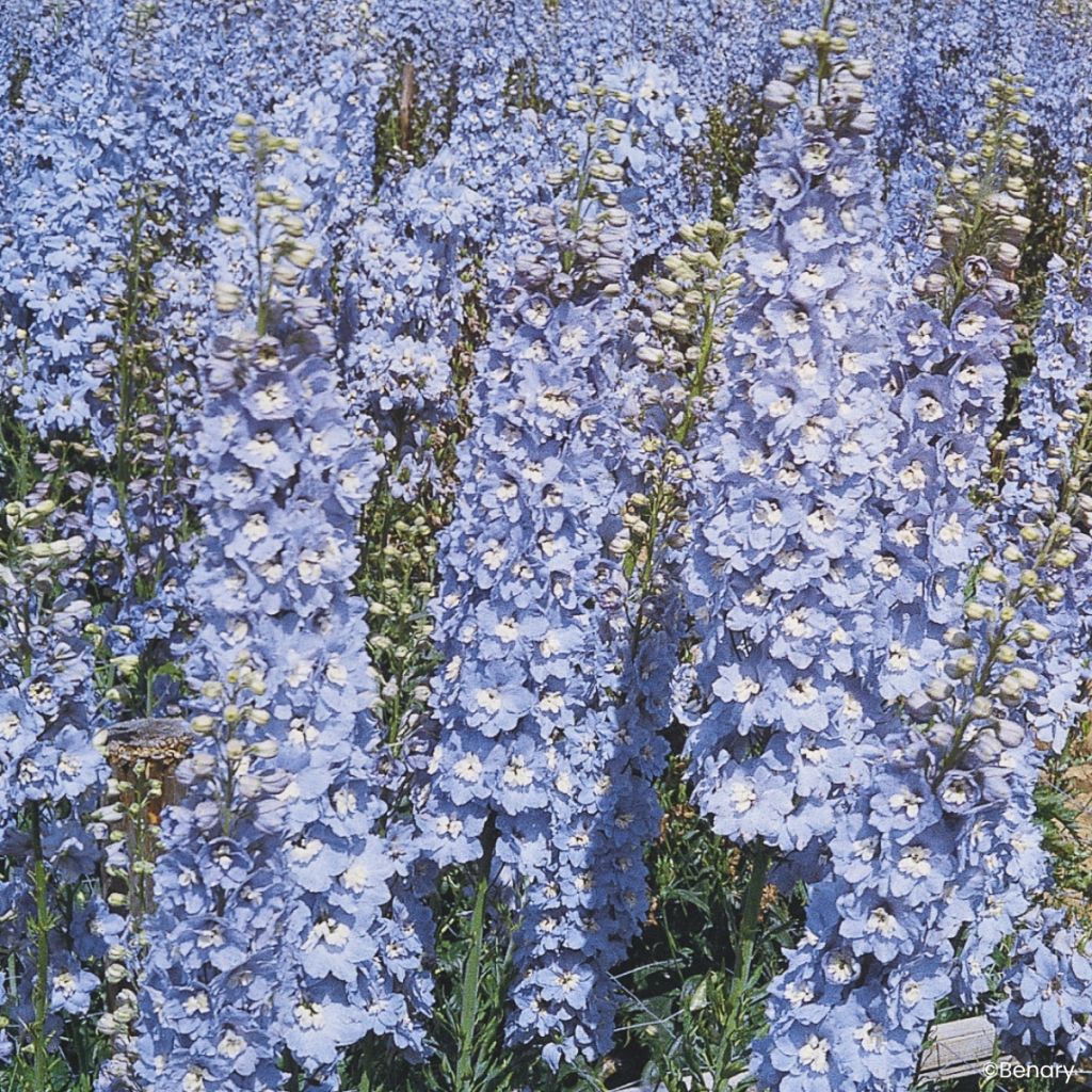 Delphinium Pacific Giants Summer Skies em sementes - Delfínio