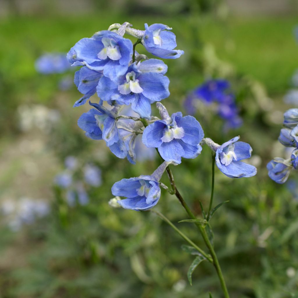Delphinium belladonna Cliveden Beauty em sementes