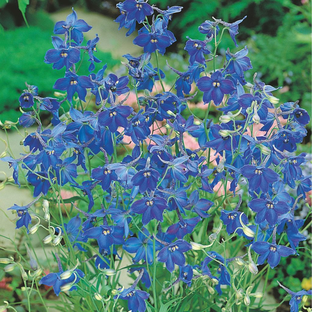 Delphinium belladonna Volkerfrieden Oriental Blue em sementes