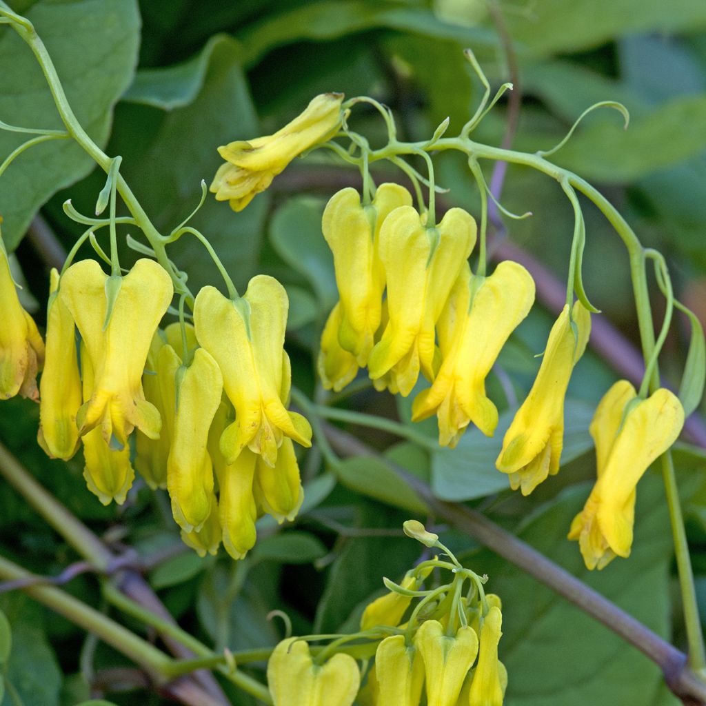 Dactylicapnos scandens Golden Tears em sementes