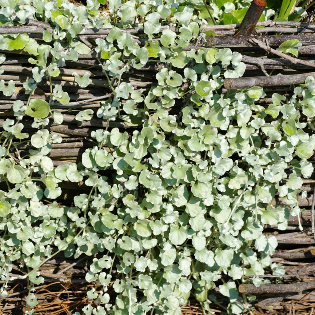Dichondra argentea Silver Falls em sementes