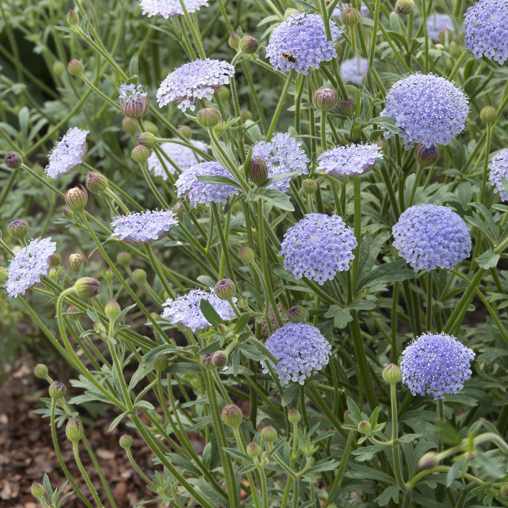 Trachymene coerulea Lace Blue em sementes