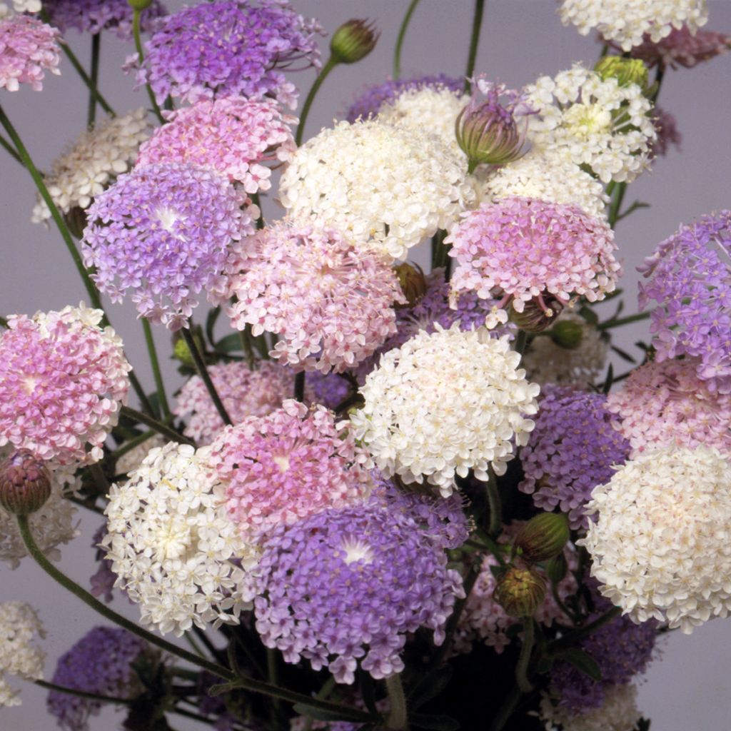 Trachymene coerulea Lace Heavenly Umbels em sementes