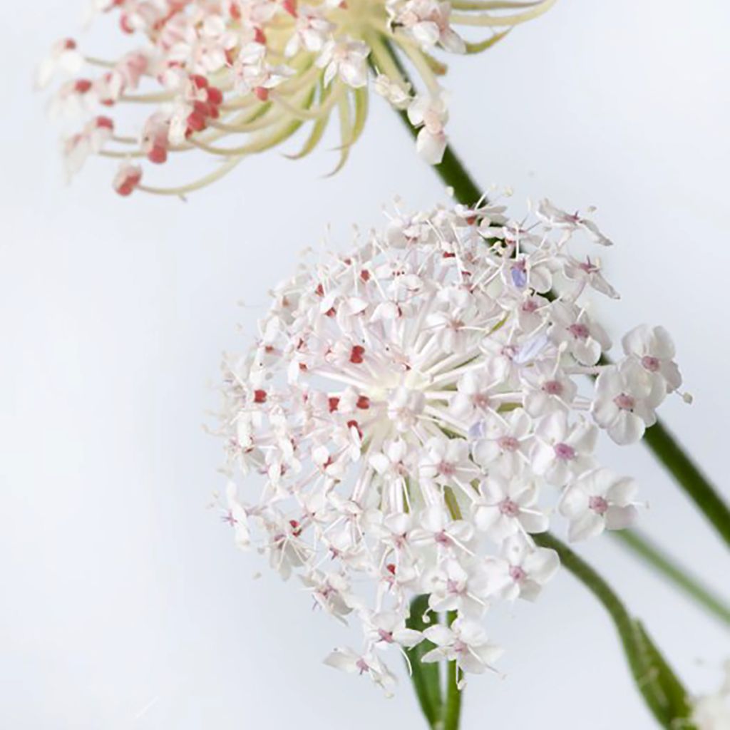Trachymene coerulea Lace Pink em sementes
