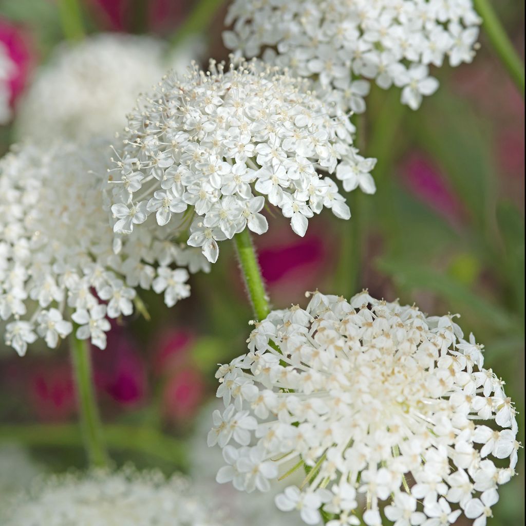Trachymene coerulea Lace White em sementes