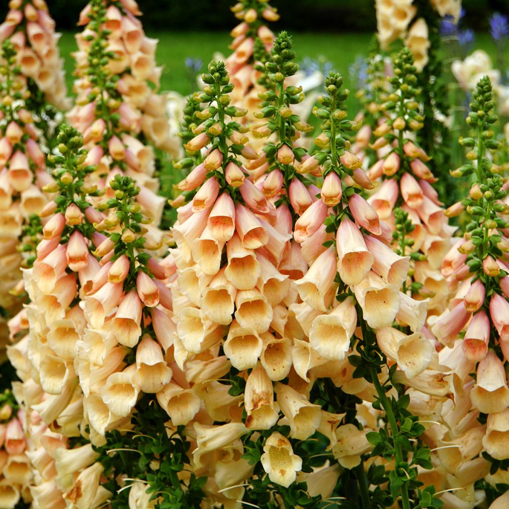 Sementes de Digitalis purpurea Dalmatian Peach F1