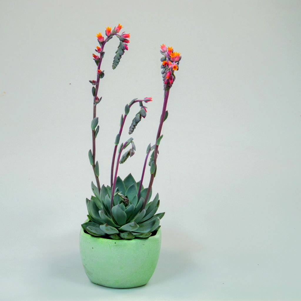 Echeveria peacockii Urban Orange em sementes