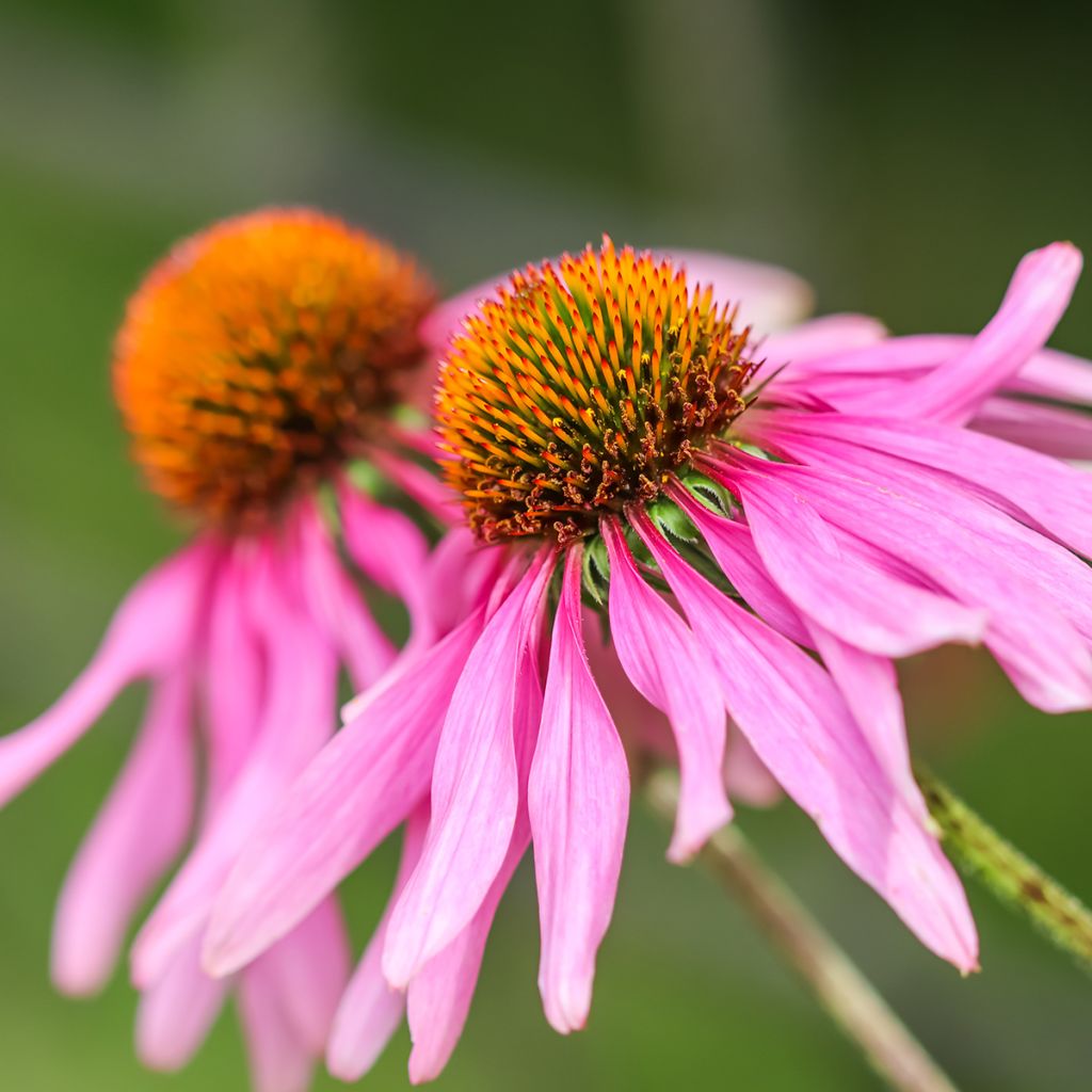 Echinacea Feeling Pink em sementes