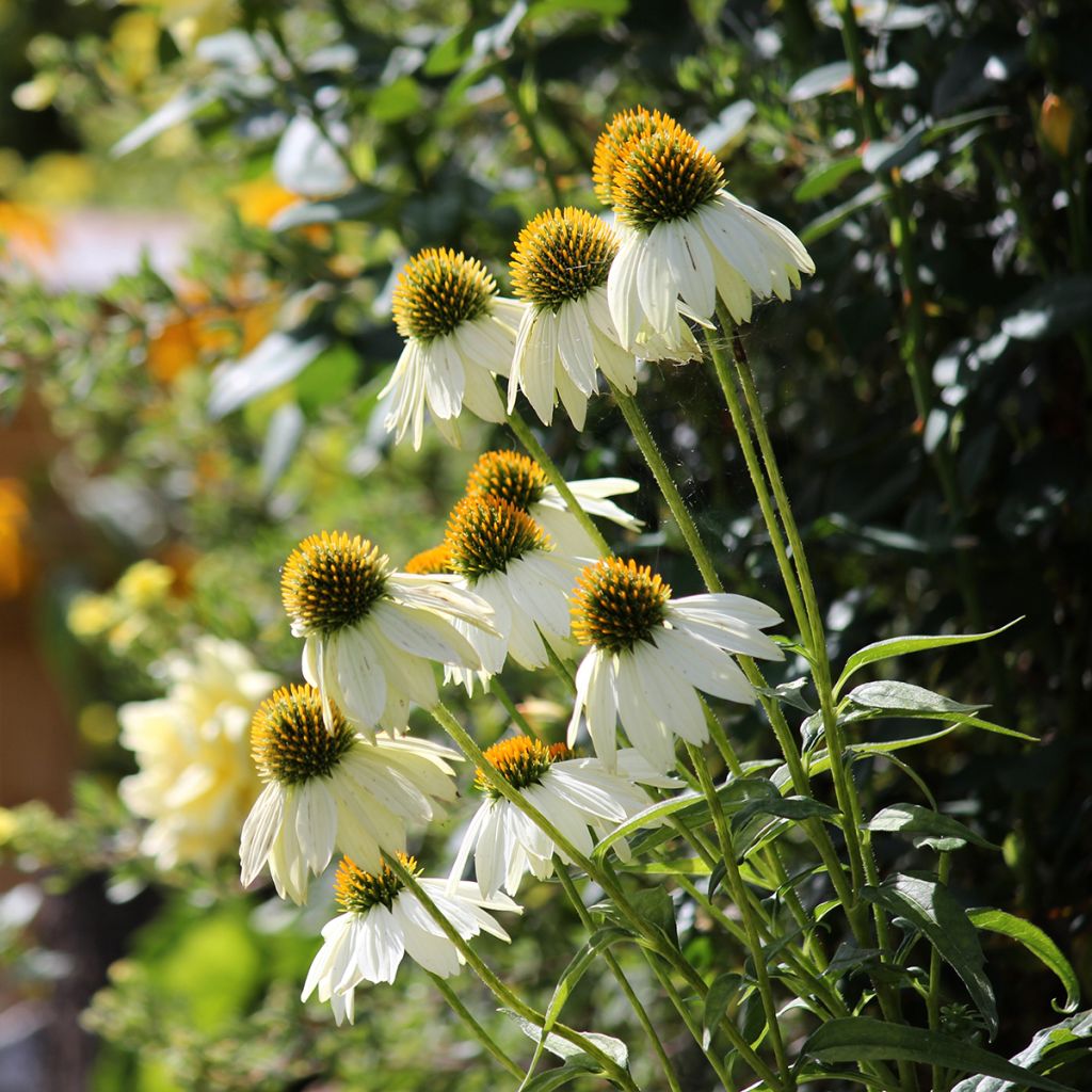 Echinacea Feeling White em sementes
