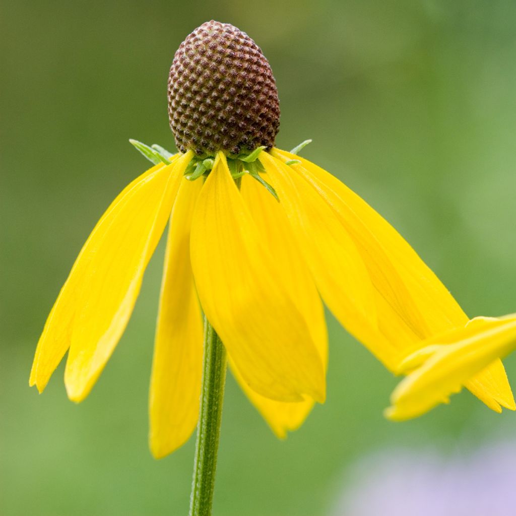 Echinacea paradoxa em sementes