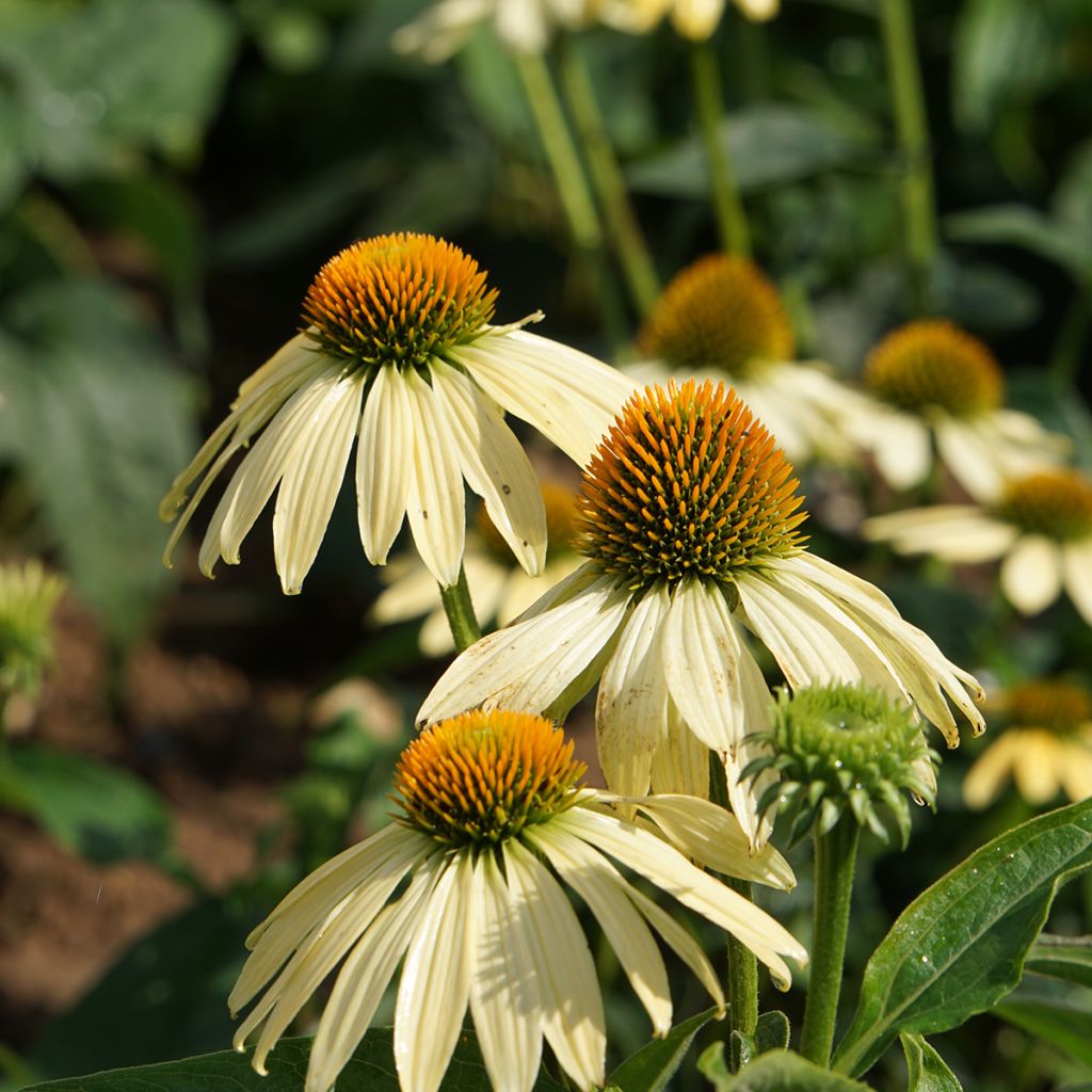 Echinacea purpurea Paradiso Yellow em sementes