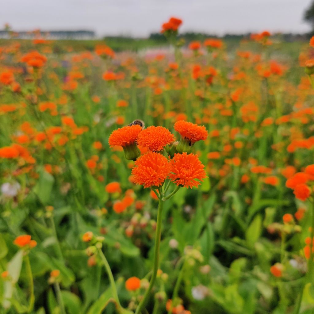 Emilia javanica Irish Poet em sementes