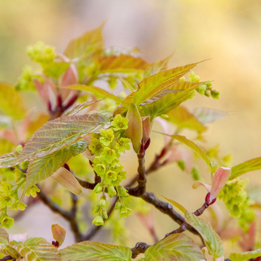 Bordo pele de serpente - Acer davidii em sementes