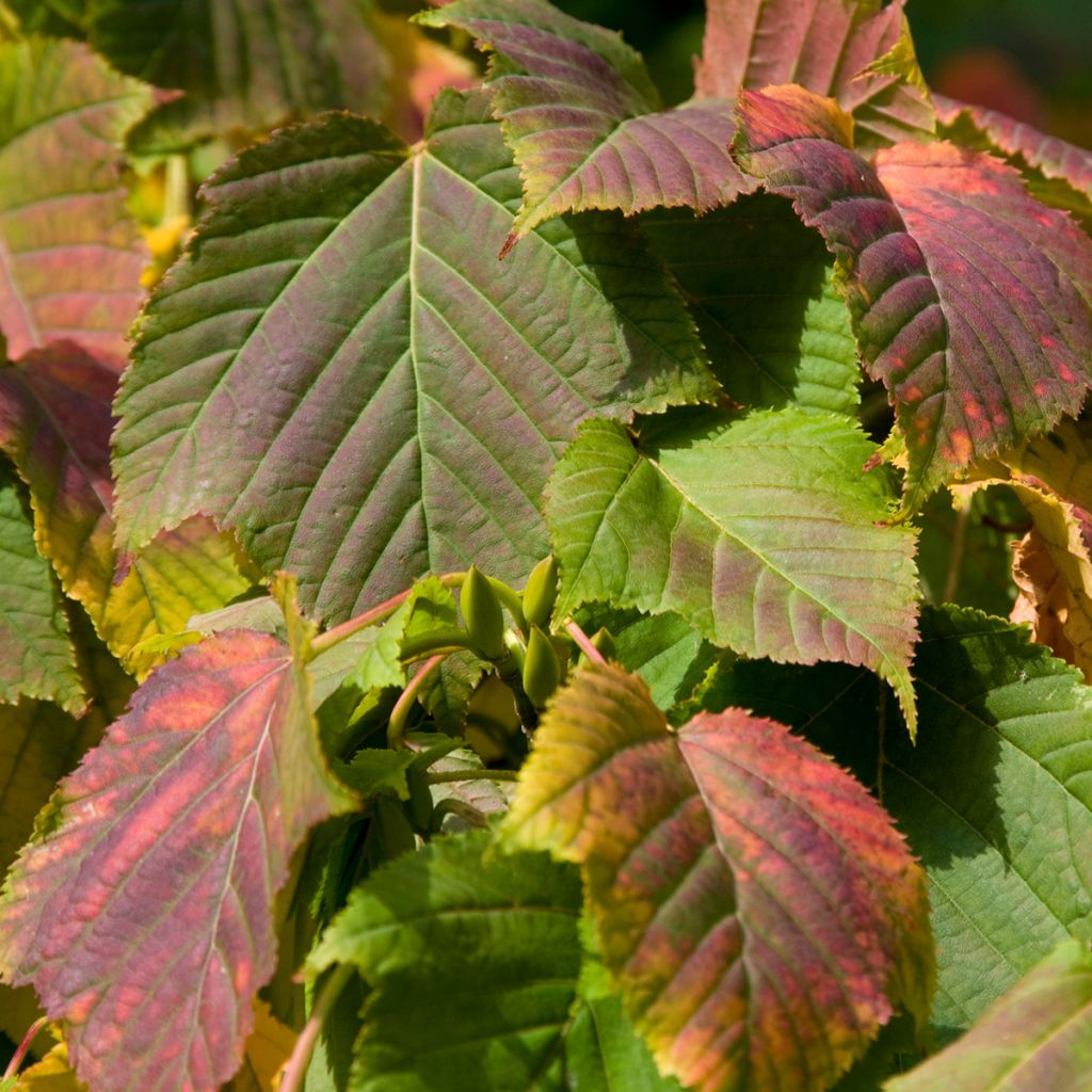 Bordo pele de serpente - Acer davidii em sementes