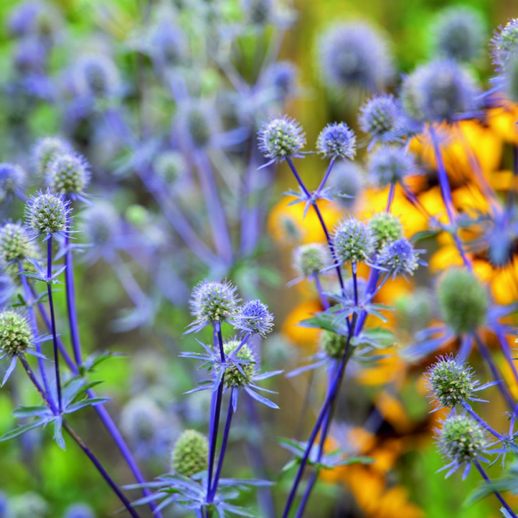 Cardo azul Blue Glitter - Eryngium planum