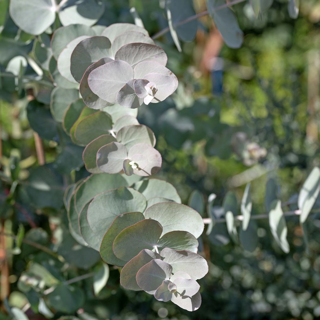 Eucalyptus cinerea Silver Dollar em sementes
