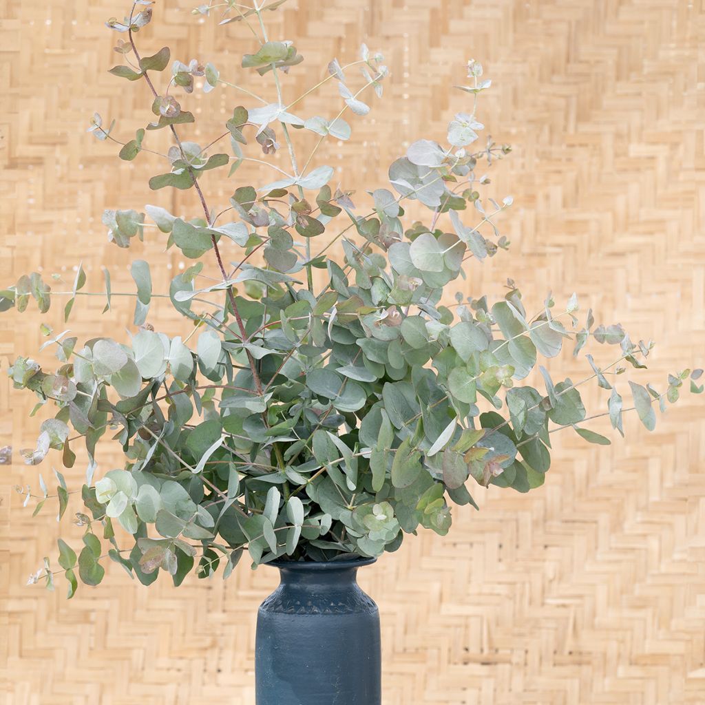 Eucalyptus cinerea Silver Dollar em sementes