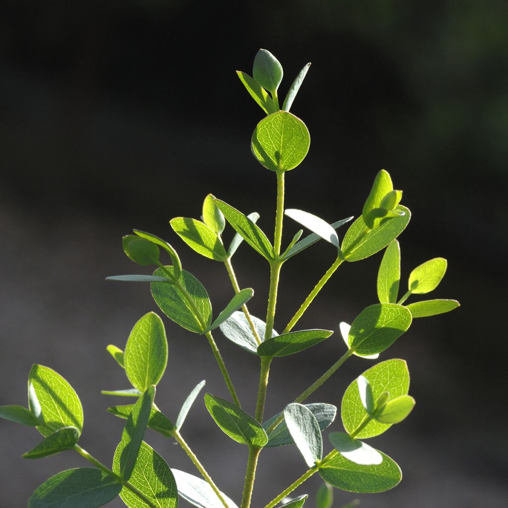 Eucalyptus parvula Boxwood em sementes