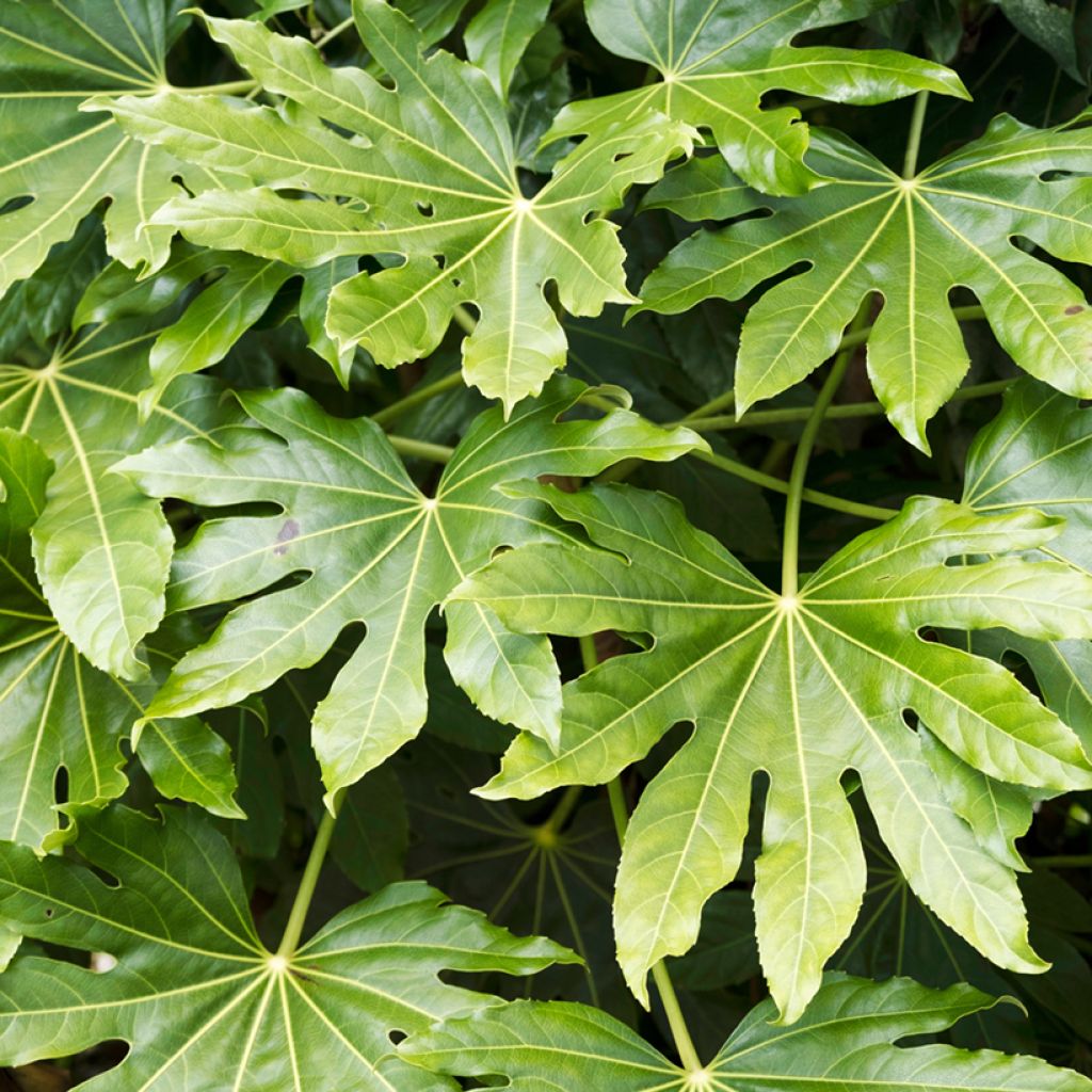Fatsia japonica em sementes